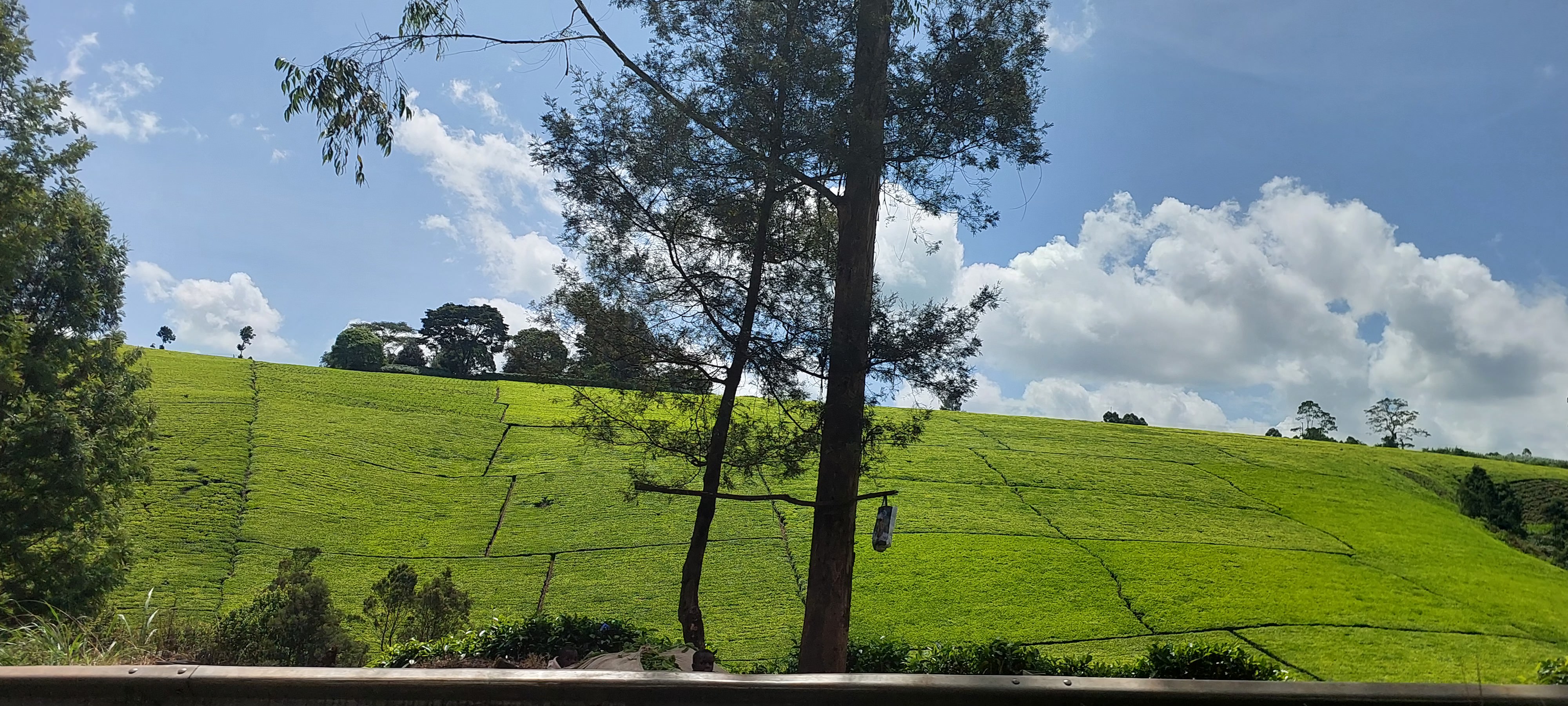 Teplantasje i Kiambu County, Kenya