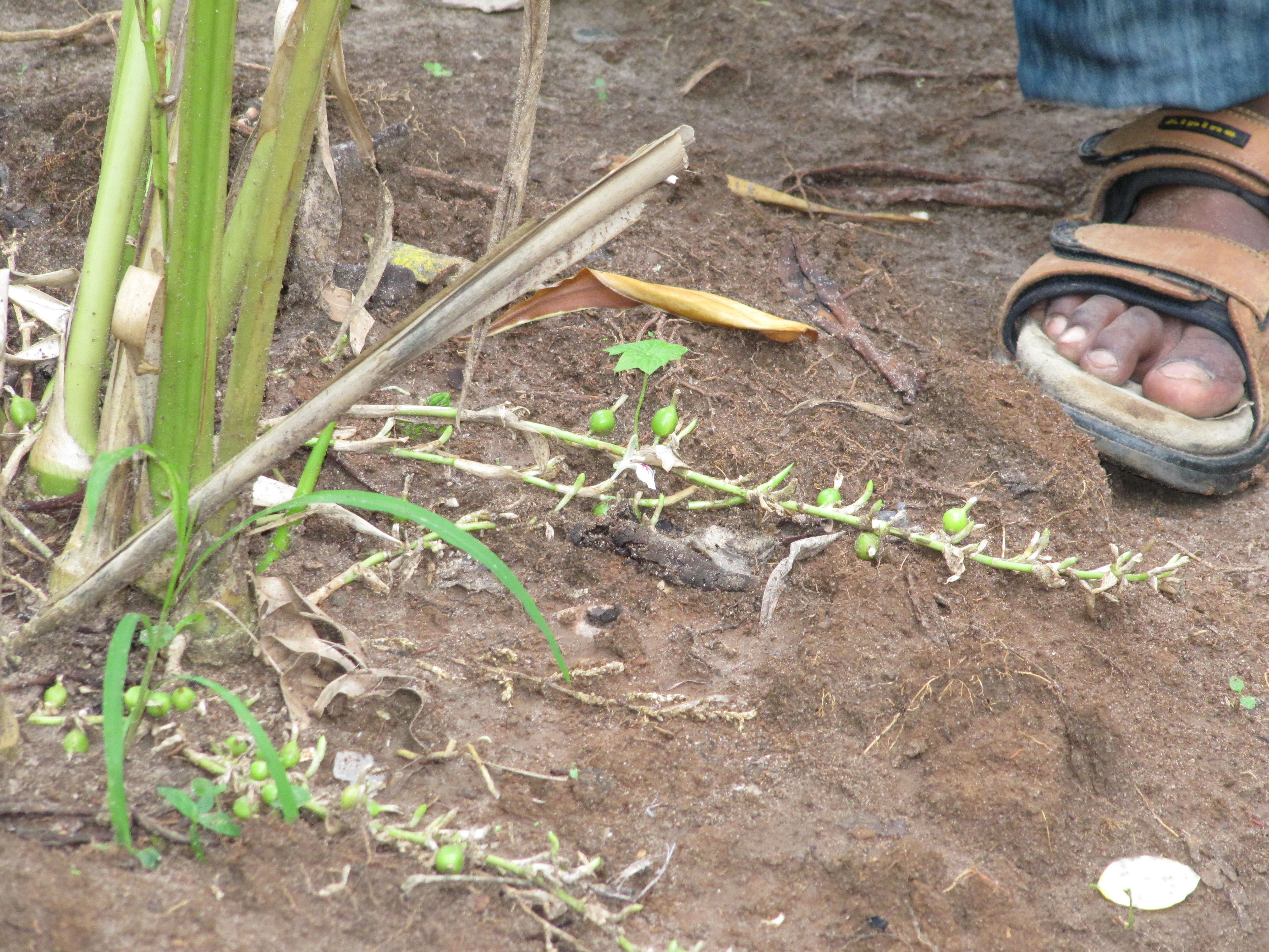 Kardemommeplante fra Zanzibar, Tanzania