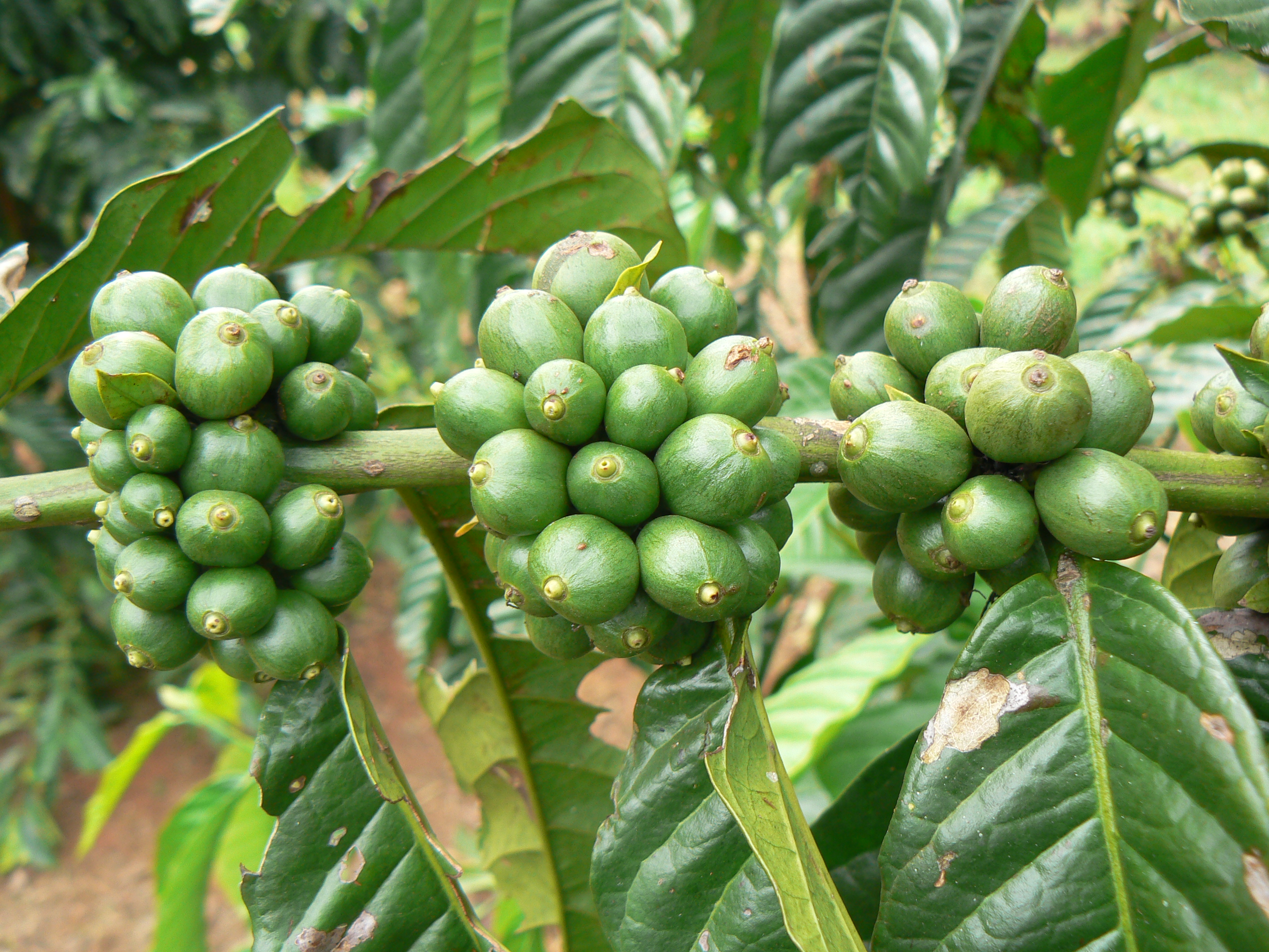 Kaffeplante i Uganda